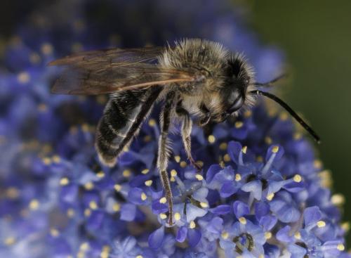 Réf. 342 903 : Andrena sp.